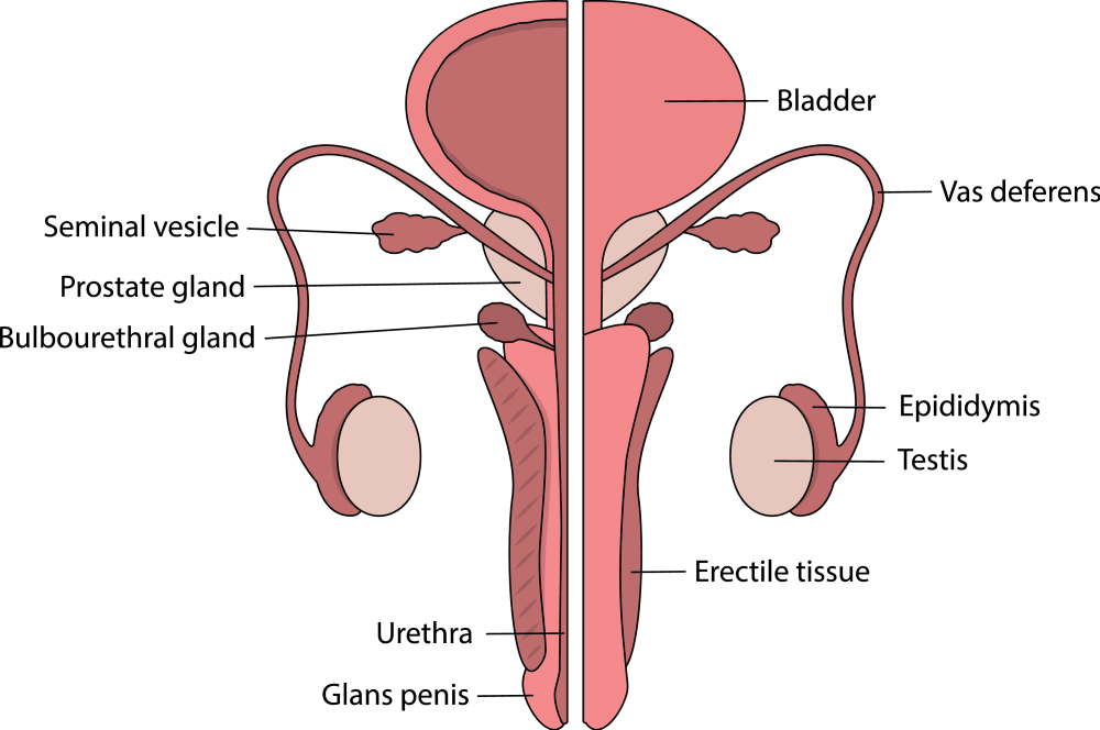 Iscjeljivanje muških reproduktivnih organa